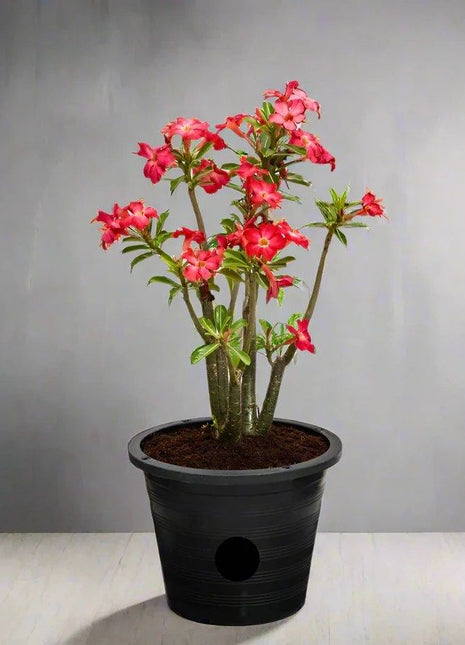 Adenium Obesum Or Desert Rose وردة الصحراء