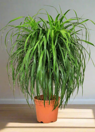 Dracaena Draco Duo, Drago or Dragon Tree in Fiber Glass pot (70x30x30)