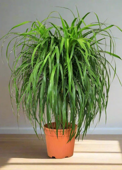Dracaena Draco Duo, Drago or Dragon Tree in Fiber Glass pot (70x30x30)