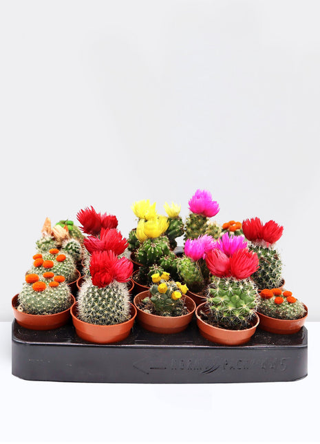 Ornamental Cactus 5-8cm