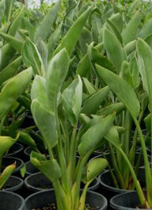 Strelitzia Reginae, Bird of Paradise 0.6-0.8m طائر الجنة