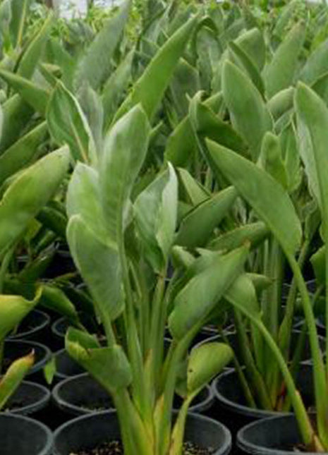 Strelitzia Reginae, Bird of Paradise 0.6-0.8m طائر الجنة