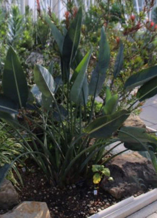 Strelitzia Reginae, Bird of Paradise 0.6-0.8m طائر الجنة