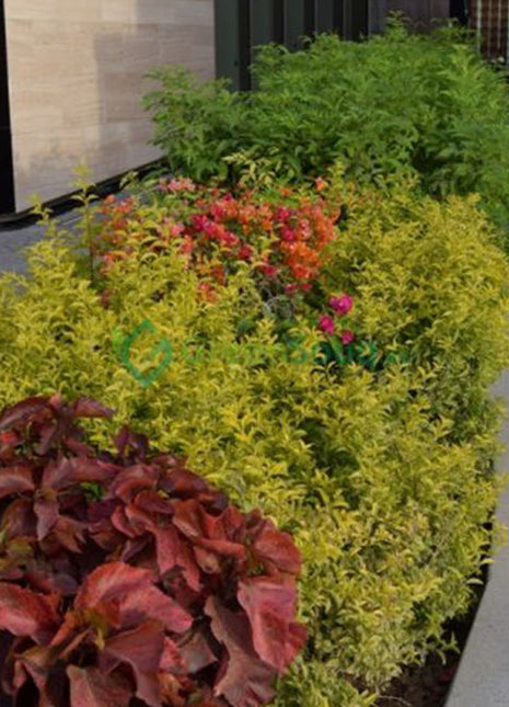 Duranta Repens, Duranta Gold or Golden Dew Drop 30-40cm