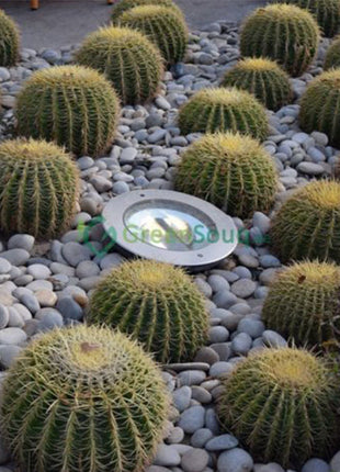 Echinocactus Grusonii, Golden Barrel Cactus, Mother-in-law Cushion or Ball Cactus