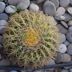 Echinocactus Grusonii, Golden Barrel Cactus, Mother-in-law Cushion or Ball Cactus