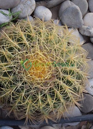 Echinocactus Grusonii, Golden Barrel Cactus, Mother-in-law Cushion or Ball Cactus