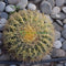 Echinocactus Grusonii, Golden Barrel Cactus, Mother-in-law Cushion or Ball Cactus