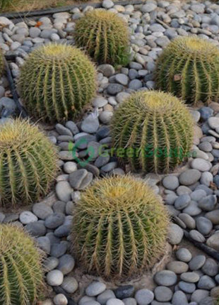 Echinocactus Grusonii, Golden Barrel Cactus, Mother-in-law Cushion or Ball Cactus