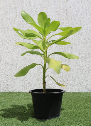 Scaevola Frutescens (Vahl Beach Naupaka, Hawaiian Half Flower, Sea Lettuce)