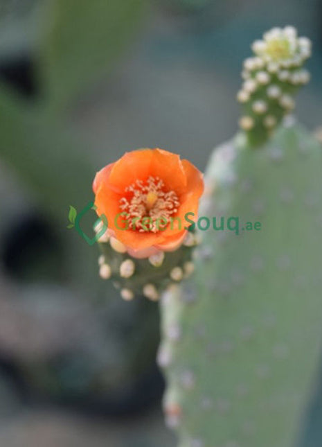 Opuntia Ficus Indica “Barbary or Indian Fig” 40-60cm