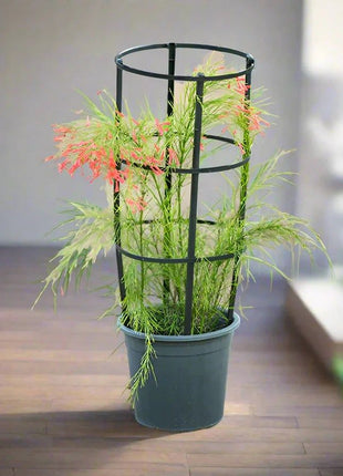 Russelia Equisetiformis &#8220;Coral Plant, Firecracker Plant&#8221; 0.7-0.9m