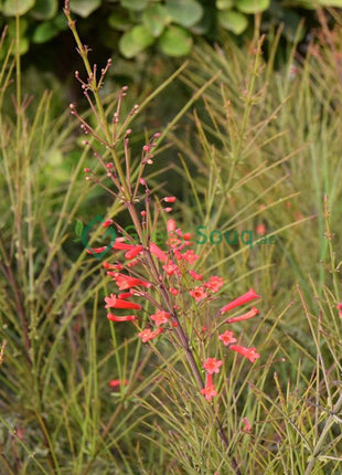 Russelia Equisetiformis &#8220;Coral Plant, Firecracker Plant&#8221; 0.7-0.9m