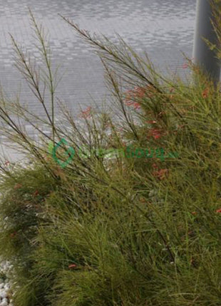 Russelia Equisetiformis &#8220;Coral Plant, Firecracker Plant&#8221; 0.7-0.9m