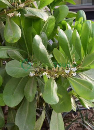 Scaevola Frutescens (Vahl Beach Naupaka, Hawaiian Half Flower, Sea Lettuce)