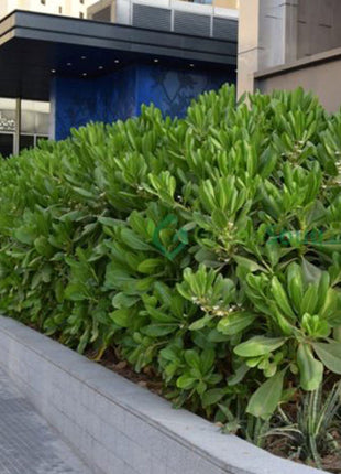 Scaevola Frutescens (Vahl Beach Naupaka, Hawaiian Half Flower, Sea Lettuce)