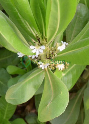Scaevola Frutescens (Vahl Beach Naupaka, Hawaiian Half Flower, Sea Lettuce)
