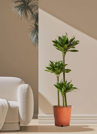 Rhapis Excelsa “Lady Palm سيدة النخيل in Fiber Glass Pot