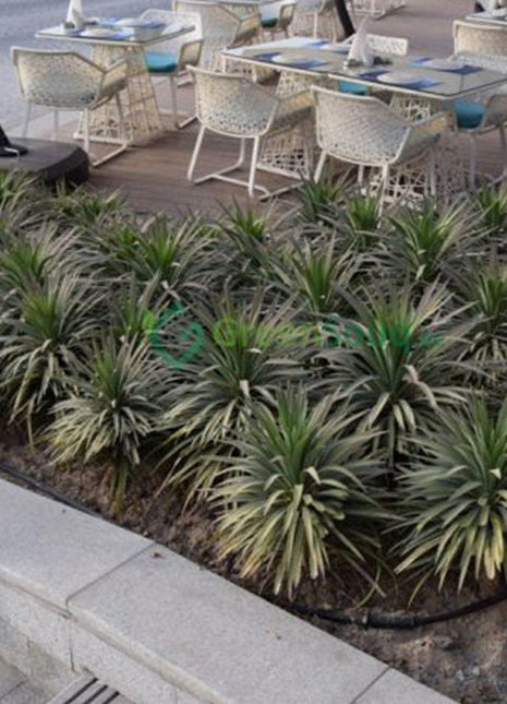 Yucca Desmetiana Or Blue Boy 40-60cm