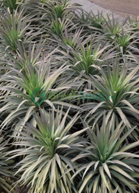 Yucca Desmetiana Or Blue Boy 40-60cm