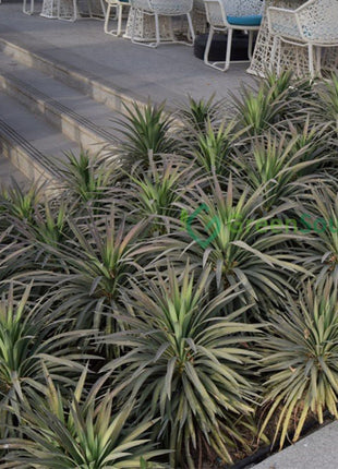 Yucca Desmetiana Or Blue Boy 40-60cm