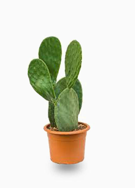 Opuntia Ficus Indica “Barbary or Indian Fig” 40-60cm