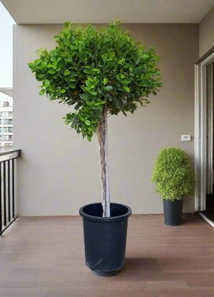 Ficus Diversifolia Twisted Trunk Topiary 1.0 &#8211; 1.5m