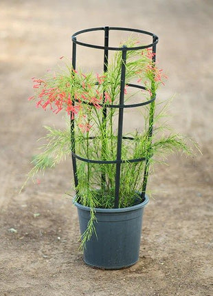 Russelia Equisetiformis &#8220;Coral Plant, Firecracker Plant&#8221; 0.7-0.9m