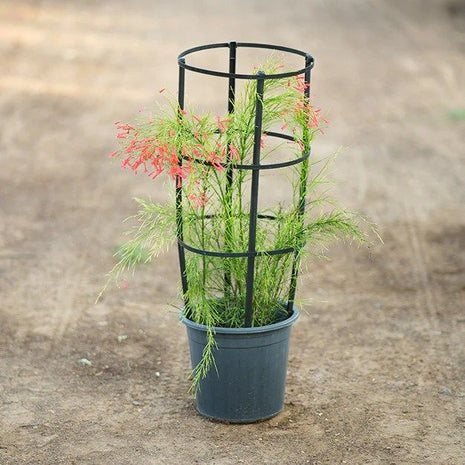 Russelia Equisetiformis &#8220;Coral Plant, Firecracker Plant&#8221; 0.7-0.9m