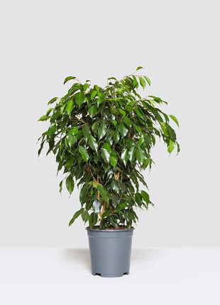 Ficus &#8220;S&#8221; Bonsai XL in Black Fiber Glass Pot (GRP)1.8-2.0m
