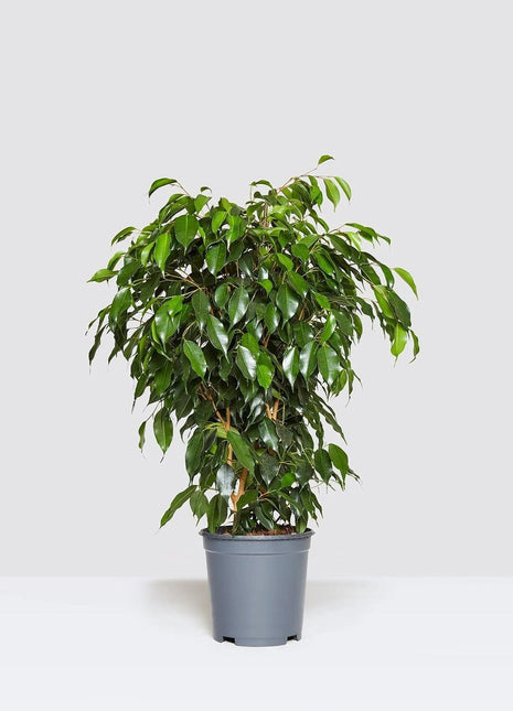 Ficus &#8220;S&#8221; Bonsai XL in Black Fiber Glass Pot (GRP)1.8-2.0m