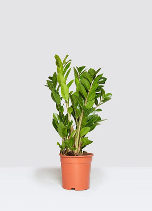 Small Mini Clay Pots With Drainage Holes