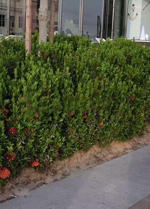 Ixora chinensis &#8220;Red&#8221; 20-60cm