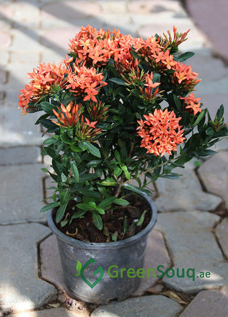 Ixora chinensis &#8220;Red&#8221; 20-60cm