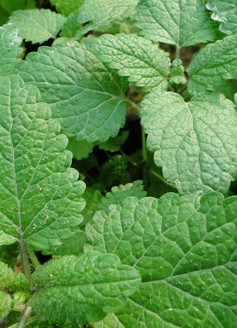 Mint Plant or Mentha