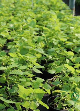 Mint Plant or Mentha