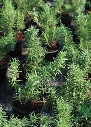 Rosmarinus Officialis or Rosemary Herb