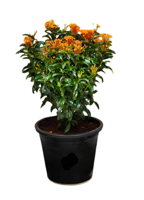 Ixora chinensis &#8220;Red&#8221; 20-60cm