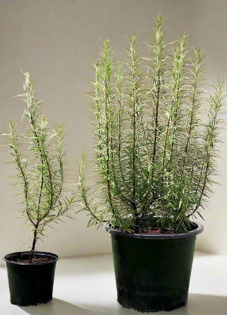 Rosmarinus Officialis or Rosemary Herb