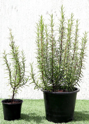 Rosmarinus Officialis or Rosemary Herb