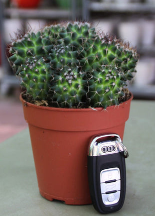 Ornamental Cactus 7 &#8211; 15cm