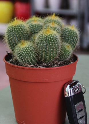 Ornamental Cactus 7 &#8211; 15cm