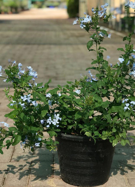 Plumbago capensis Or The Blue Plumbago 40 &#8211; 50cm