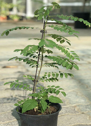 Curry Leaves Or Kadi Patta 30-40cm