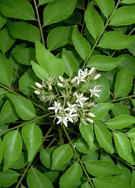 Curry Leaves Or Kadi Patta 30-40cm