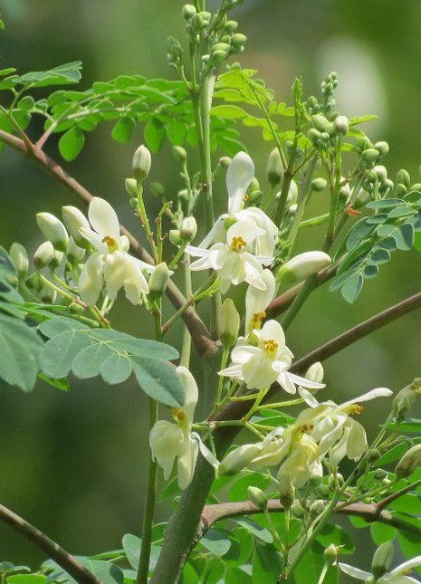 Moringa Oleifera &#8220;Drum-Stick Tree&#8221;