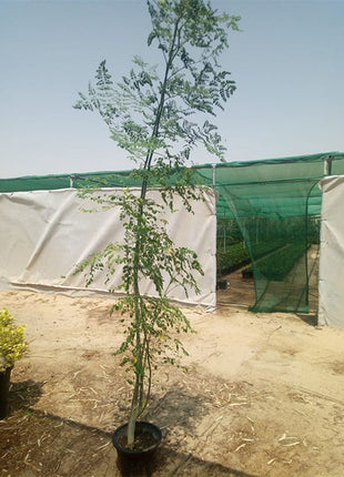 Moringa Oleifera &#8220;Drum-Stick Tree&#8221; 6 liter Pot