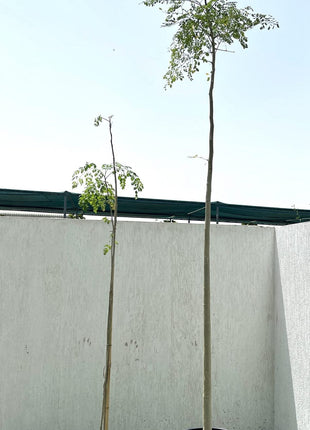 Moringa Oleifera &#8220;Drum-Stick Tree&#8221;