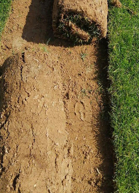 Natural Carpet Paspalum Grass &#8220;Paspalium vaginatum&#8221;