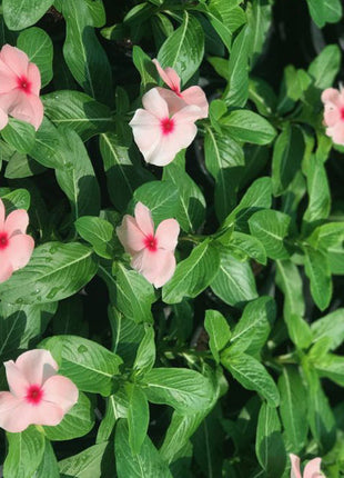 Vinca flowers 10 &#8211; 15cm